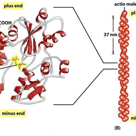 2 The Structure Of An Actin Monomer And Actin Filament A The Actin