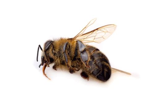 A Macro Close Up Of A Dead Honey Bee On A White Background Stock Photo