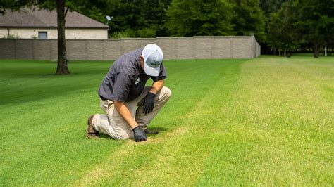 What Is Usually Included In A Lawn Care Program What Services To Expect