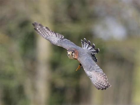 Types of Falcons - Species, Names and Characteristics