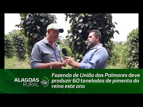 Fazenda De Uni O Dos Palmares Deve Produzir Toneladas De Pimenta Do