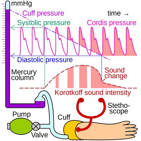 Blood Pressure Physiology Intakelearn