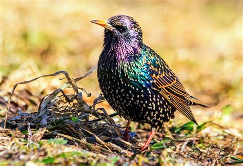 Starlings are a prime example of rapid evolution - Earth.com 