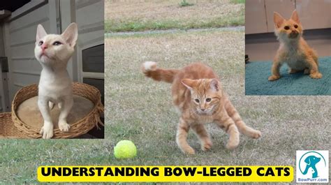 Understanding Bow Legged Cats Causes Symptoms And Treatment Bowpurr