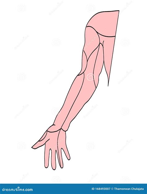 Dibujos M Dicos Musculares Del Brazo Ilustraci N Del Vector