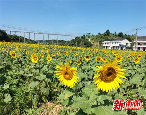 衡阳市人民政府门户网站 衡阳市五地入选湖南省乡村旅游重点村、重点镇（乡）名单