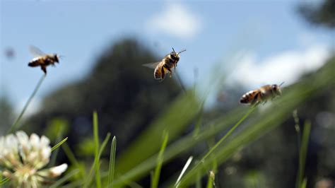 5 Ways To Help Save The Bees Cnn