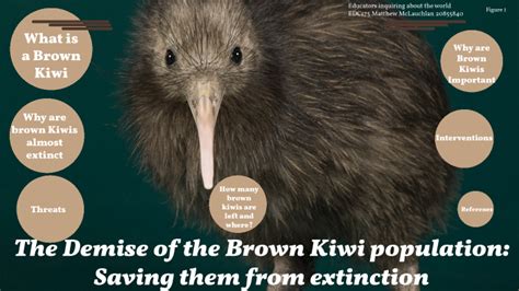 Saving The Endangered Kiwi By Matthew Mclauchlan On Prezi