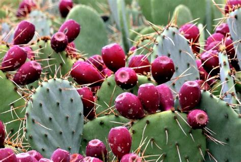 The Prickly Pear Cactus - Danger Ranger Bear