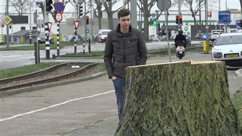 Pvdd Stelt Opnieuw Vragen Over Bomenkap Populieren Laan Der Verenigde