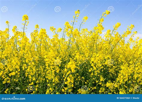 Colza flowers stock photo. Image of fresh, nature, blossom - 56427360