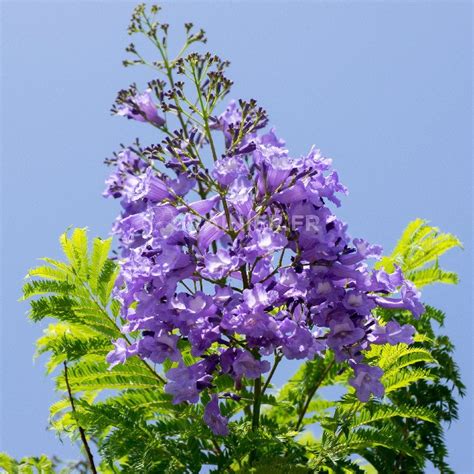 Graines Seeds Flamboyant Bleu Jacaranda Mimosifolia