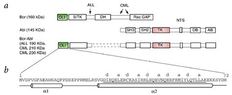 Structural and functional domains of Bcr, Abl and Bcr-Abl37. a, The ...