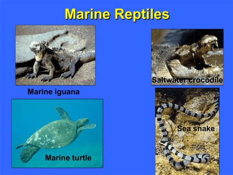 Marine Reptiles