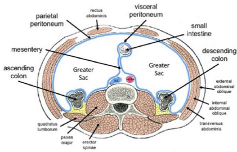 Oblique Muscle The Definitive Guide Biology Dictionary