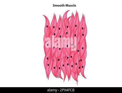 Structure Of Cardiac Muscle Fibers Anatomy Of Cardiomyocyte