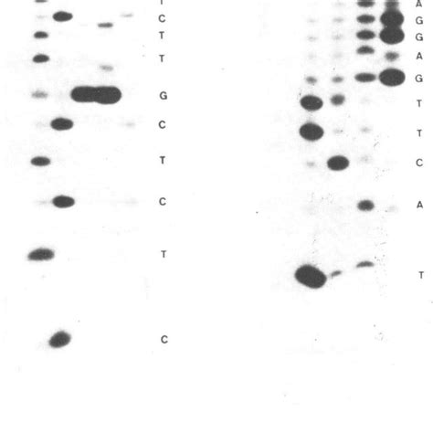 Sequence Analysis Of The 5 32p A Oligonucleotides Lanes 0 Untreated