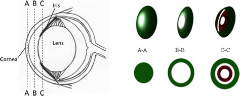 Diagram showing the different regions of the mouse eye that were ...