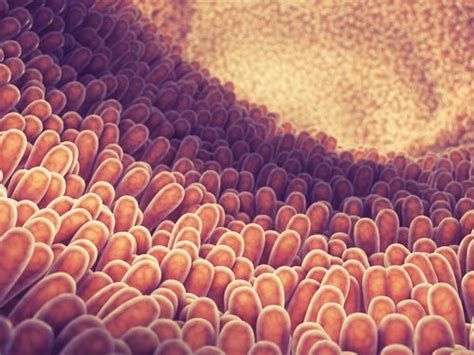 Process Impaired in Crohn's Essential for Intestinal Defense Against ...