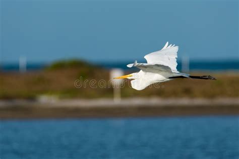 Side View Of Snowy Egret In Flight Stock Photo Image Of Egretta Wing