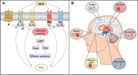 Intracellular Pathways Coupled To Adenosine Receptors And Cns Download Scientific Diagram