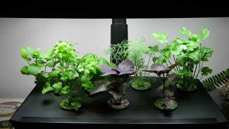 Aerogarden review - Gardening | CHOICE
