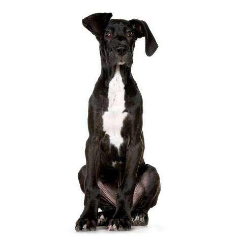 Can Great Dane Puppies Get Bloat The Risks And Symptoms Of Gdv In Dogs