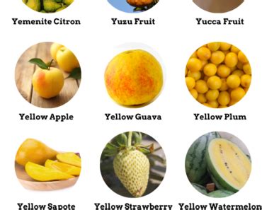 Fruits That Start With X Pictures And Properties Engdic