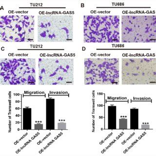 Cell Apoptosis Rate And Cell Cycle Distribution Of Laryngeal Cancer