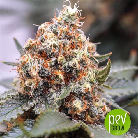 Midnight Mass Heavyweight Seeds Semillas De Marihuana Feminizadas