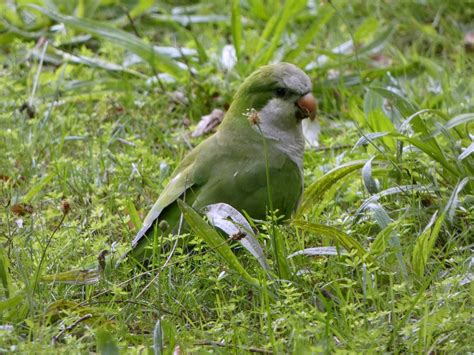 Monk Parakeet Brussels Hiking From Seny Park And Ten Reuk Flickr