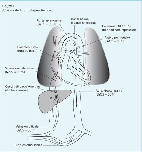 Figure 1 from Prise en charge et réanimation du nouveau né en salle de