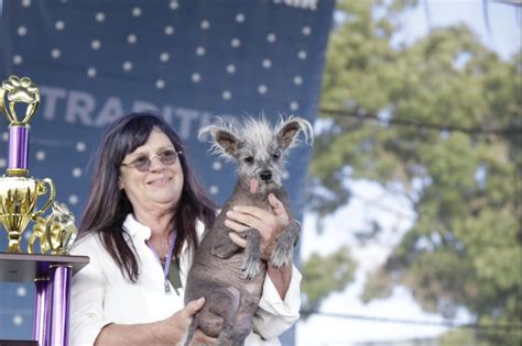 World’s Ugliest Dog in California Crowned as Chinese Crested Scooter - Vigour Times