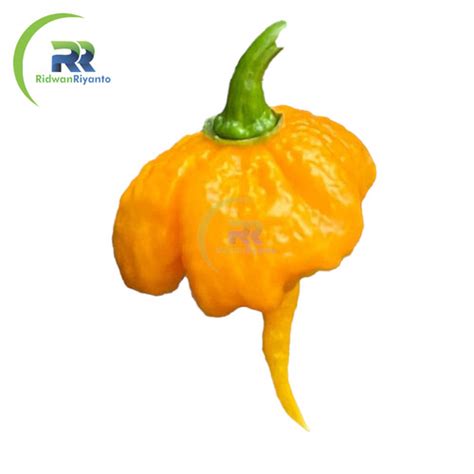 Jual BIJI Benih Cabai CAROLINA REAPER Yellow Cabe Terpedas Nomor 1 Di