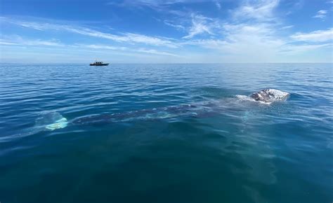 ¿por Qué Las Ballenas No Se Ahogan Cuando Tragan Comida Bajo El Agua Infobae