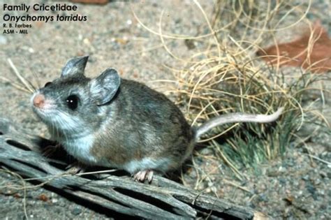 Southern Grasshopper Mouse Alchetron The Free Social Encyclopedia