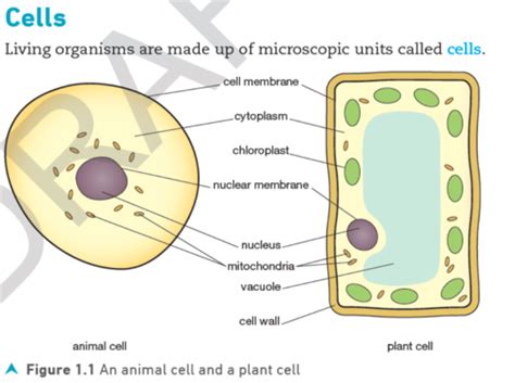 Xylem Cell Diagram Ks3