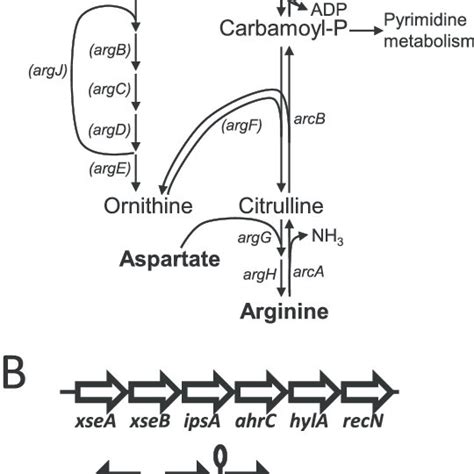 Schematic Overview Of Regulation Of Arginine Metabolism In S