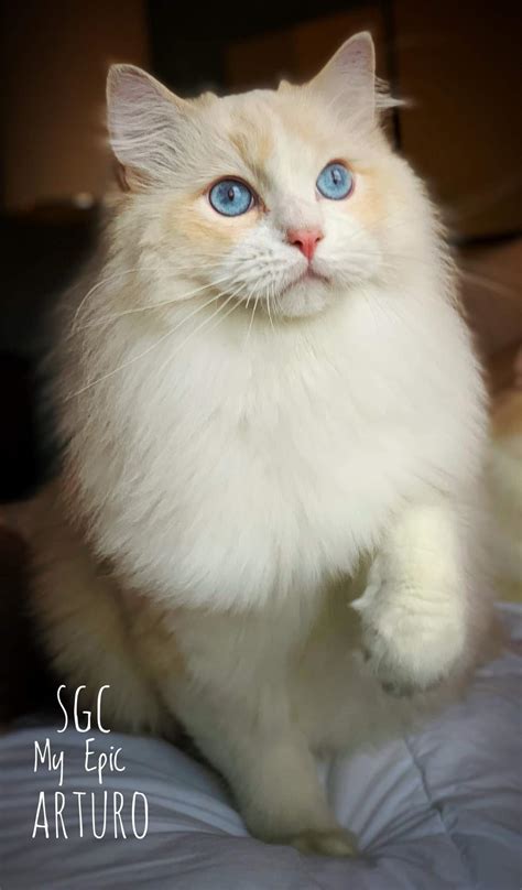 My Ragdoll Boys - Sunny Shores