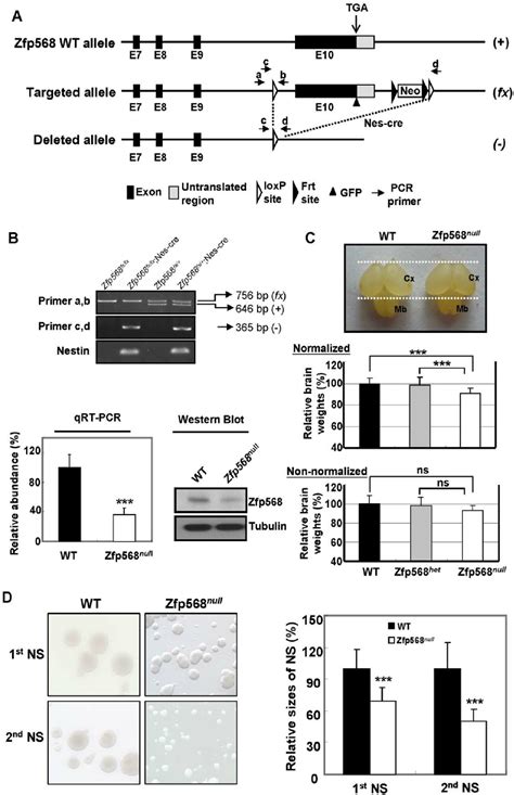 Targeted disruption of the mouse Zfp568 gene in the neural stem cells ... 