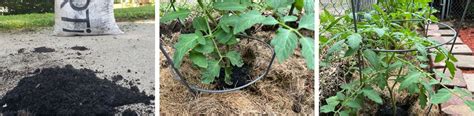 Compost Biochar The Best Way To Restore The Soil