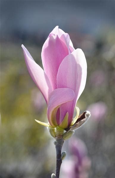 Magnolia George Henry Kern 100 125 Pot P29 C10 Central Jardin