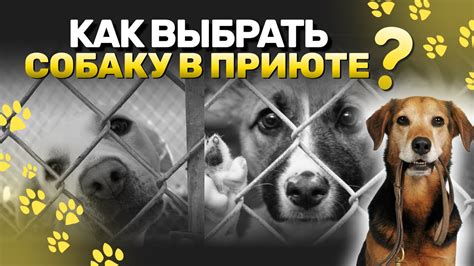 Как выбрать собаку в приюте - YouTube