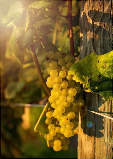 Vineyard Naked Mountain Winery Vineyards Reviews And Photos 2747 Leeds Manor Rd Markham