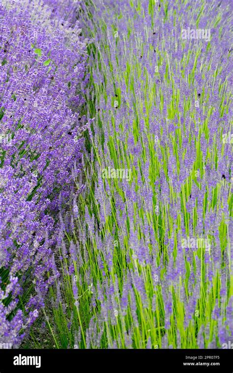 Lavandula X Angustifolia Hi Res Stock Photography And Images Alamy