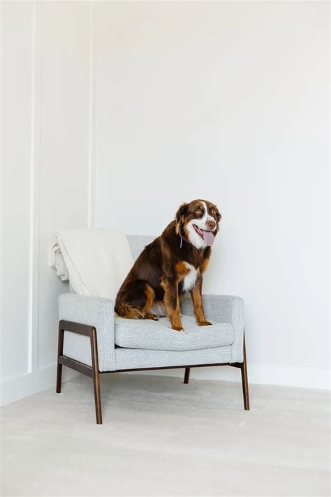 how to clean a couch from dog pee