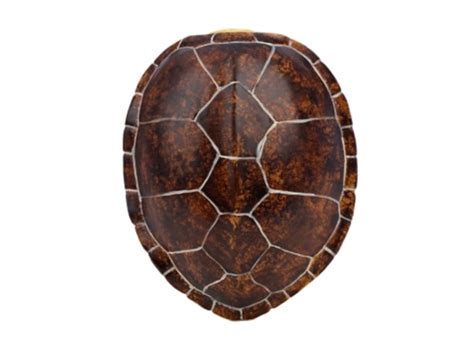 Turtle Png Transparent Images Pictures Photos