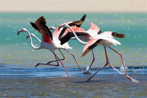 Flock Of Flamingos Taking Off From Lagoon To Fly Away Stock Image