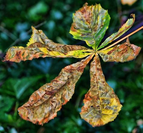 Horse Chestnut leaf | Horse chestnut leaves, Plant leaves, Leaves