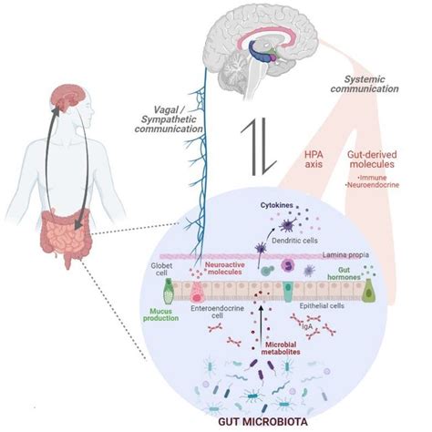 Gut Brain Axis And Dysbiosis Possible Mechanisms Implicated In The